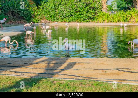 de nombreux flamants roses vivent sur le lac dans le zoo Banque D'Images