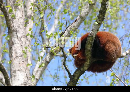 Panda rouge dormant sur un arbre - un mammifère originaire de l'est de l'Himalaya et du sud-ouest de la Chine Banque D'Images