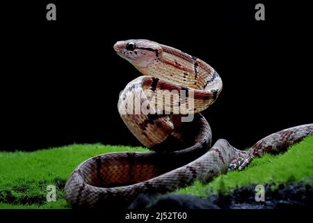 Serpent cynodon de Boiga sur des mousses prêtes à frapper, Indonésie Banque D'Images