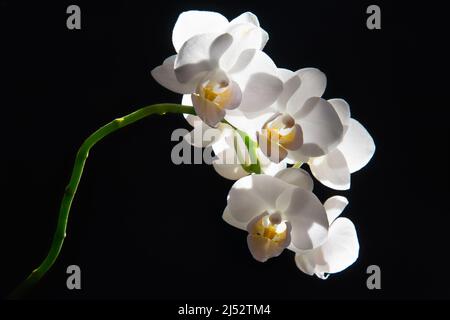 Gros plan d'une orchidée blanche sur fond noir Banque D'Images