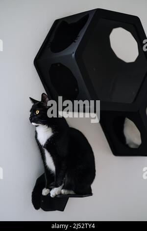 Tuxedo chat noir et blanc assis sur une étagère Banque D'Images