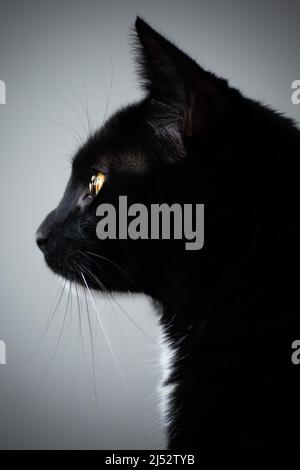 Gros plan Portrait d'un chat de smoking noir et blanc Banque D'Images