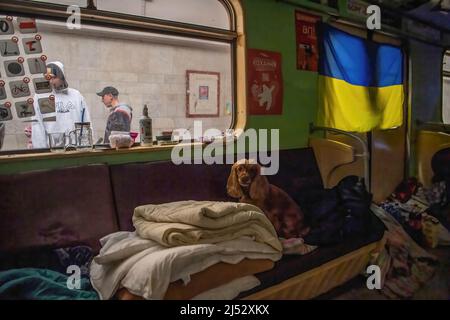 Un chien est vu à l'intérieur d'une voiture de métro dans la station de métro Maidan Konstytutsii de Kharkiv, où les gens sont en refuge depuis le début de la guerre. Banque D'Images