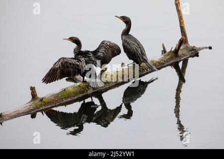 Cormorants à double crête, Nannopterum auritum, ailes de repos et de séchage sur une bûche sur la péninsule olympique, État de Washington, États-Unis Banque D'Images