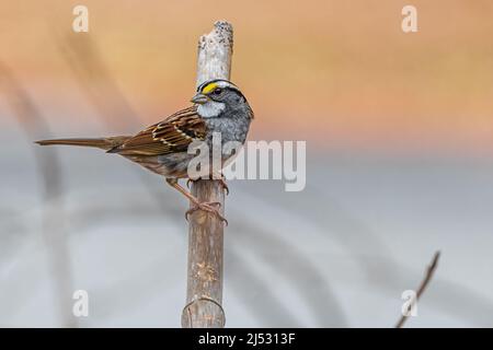 Bruant Ã gorge blanche (Zonotrichia albicollis) Banque D'Images