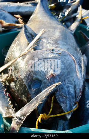 Gros thon pêché dans l'océan Pacifique par un pêcheur sportif, pêché sans charge, pesé, trié, vendu à Fisherman's Landing, San Diego, Californie, États-Unis Banque D'Images