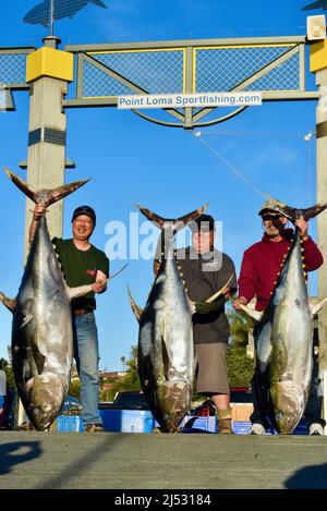 Gros thon pêché dans l'océan Pacifique par un pêcheur sportif, pêché sans charge, pesé, trié, vendu à Fisherman's Landing, San Diego, Californie, États-Unis Banque D'Images