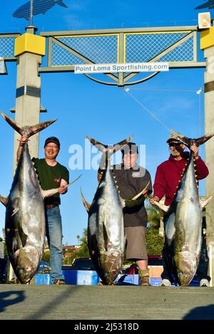 Gros thon pêché dans l'océan Pacifique par un pêcheur sportif, pêché sans charge, pesé, trié, vendu à Fisherman's Landing, San Diego, Californie, États-Unis Banque D'Images