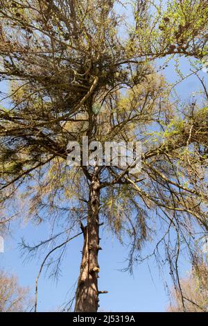 Plaisirs simples, regarder à travers un couvert d'arbres et sentir le soleil d'une chaude journée de printemps Banque D'Images