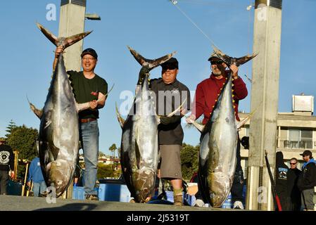 Gros thon pêché dans l'océan Pacifique par un pêcheur sportif, pêché sans charge, pesé, trié, vendu à Fisherman's Landing, San Diego, Californie, États-Unis Banque D'Images