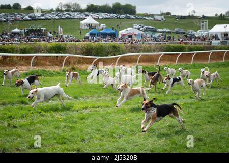 Old Berkshire Hunt point to point, Lockinge, Royaume-Uni 19 avril 2022 Banque D'Images