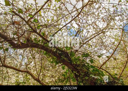 Plaisirs simples, regarder à travers un couvert d'arbres et sentir le soleil d'une chaude journée de printemps Banque D'Images