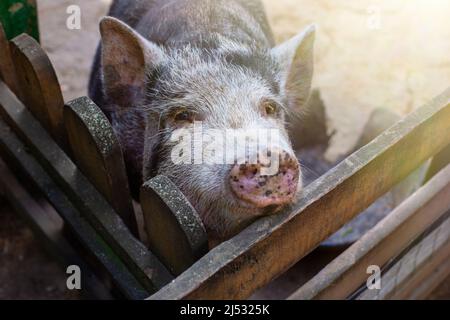 un curieux cochon noir debout dans un enclos en bois sur une ferme. Banque D'Images