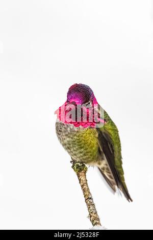 Anna Hummingbird, Calypte anna, qui arrive en décembre à un alimenteur sur la péninsule olympique, État de Washington, États-Unis Banque D'Images