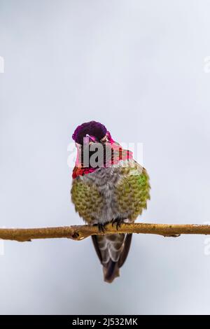 Anna Hummingbird, Calypte anna, qui arrive en décembre à un alimenteur sur la péninsule olympique, État de Washington, États-Unis Banque D'Images