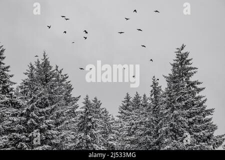 American Crows au-dessus de la forêt de Douglas Fir après une tempête de neige inhabituelle de décembre sur la péninsule olympique, État de Washington, États-Unis Banque D'Images