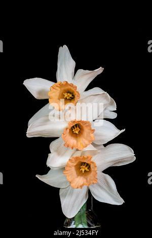 Narcisse ou jonquille de couleur saumon sur fond noir. C'est un genre de plantes vivaces à fleurs printanières de la famille Amaryllis, Amaryllid Banque D'Images