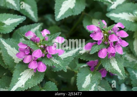 L'ortie morte tachetée (Lamium maculatum). Appelé également le hit-de-biche et le dragon pourpre. Banque D'Images