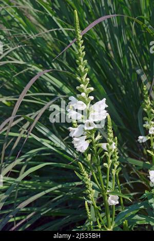 Plante obéissante (Physosososgia virginiana). Appelé obéissance et Faux Dragonhead aussi Banque D'Images