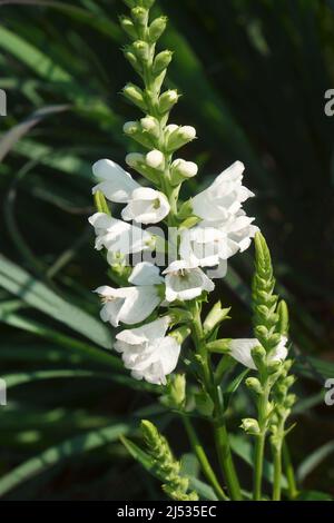 Plante obéissante (Physosososgia virginiana). Appelé obéissance et Faux Dragonhead aussi Banque D'Images