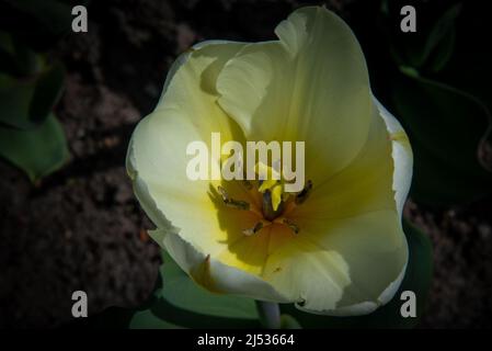 il parties intérieures d'une fleur de tulipe jaune clair Banque D'Images