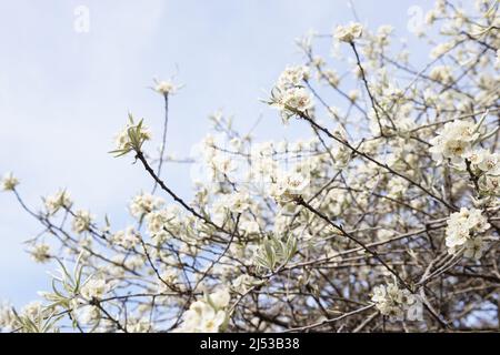 Pyrus salicifolia 'pendula' - poire saule. Banque D'Images