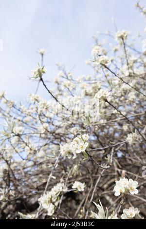 Pyrus salicifolia 'pendula' - poire saule. Banque D'Images