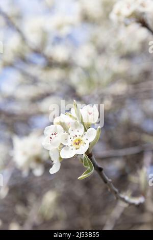 Pyrus salicifolia 'pendula' - poire saule. Banque D'Images