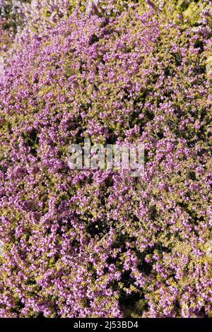 Erica × darleyensis 'Mary Helen'. Banque D'Images