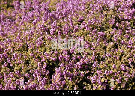 Erica × darleyensis 'Mary Helen'. Banque D'Images