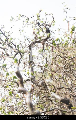 Corylus avellana 'contorta' - arbuste de bâton de marche de Harry Lauder. Banque D'Images