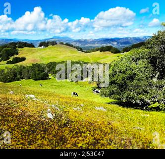 Vaches paissant sur une colline Banque D'Images