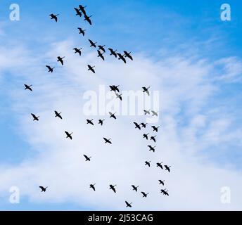 Bernache du Canada, Branta canadensis, grand troupeau volant directement contre le ciel bleu avec des nuages clairs. Banque D'Images