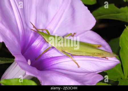 Sauterelle, Pyrgomorphe de l'herbe du Nord, Atractomorpha similis ou Pyrgomorphe de l'herbe de l'Australie, Atractomorpha australis. Adulte sur fleur pourpre. Aussi k Banque D'Images