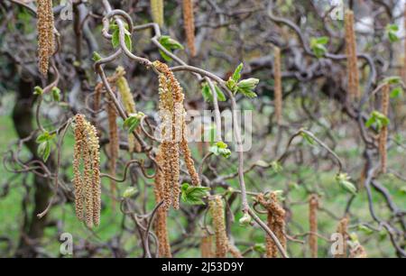 Corylus avellana contorta - le ciel commun fleurir au printemps. Banque D'Images