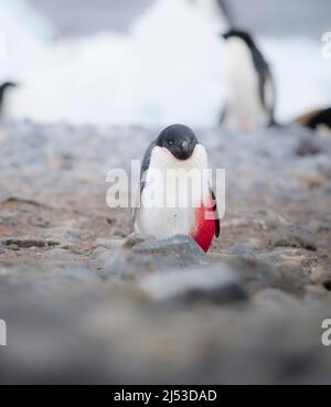 Blessé et saignant Adelie Penguin sur la glace Banque D'Images