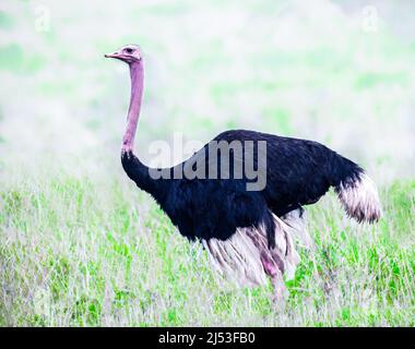 Un Ostrich dans les savanes de l'Afrique Banque D'Images