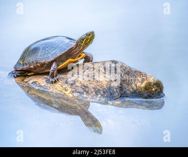 Tortue peinte sur un rocher au soleil Banque D'Images
