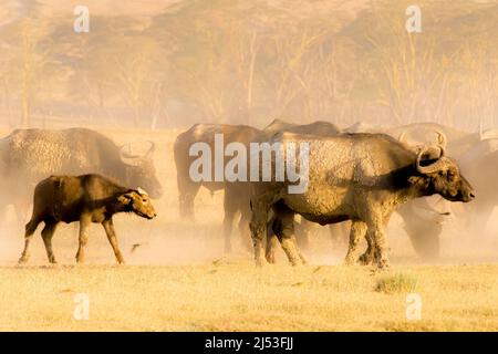 Cape Buffalo Stampede près du lac Nakuru au Kenya Banque D'Images