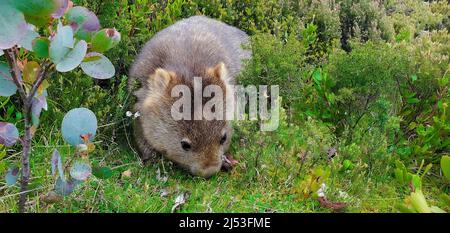 Un wombat moelleux pour manger en Tasmanie Banque D'Images