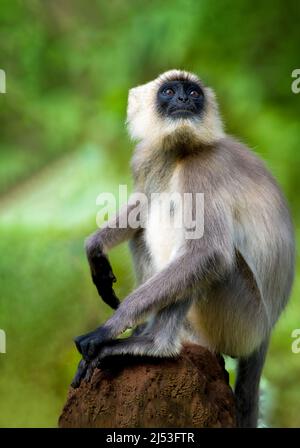 Langur gris à pieds noirs assis sur une souche d'arbre morte Banque D'Images