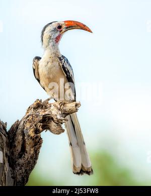 Jackson Hornbill assis sur une souche au Kenya Banque D'Images