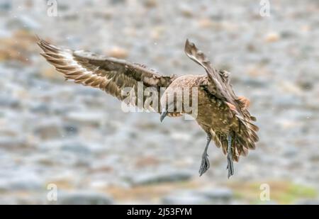 Brown Skua bain montrant ses ailes larges Banque D'Images