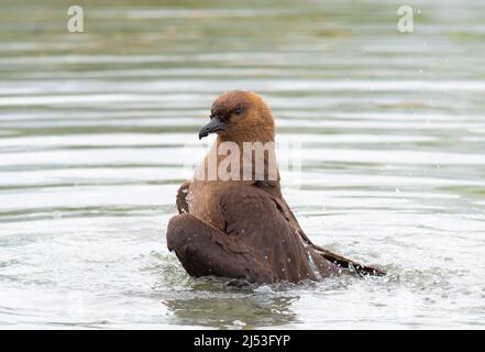 Brown Skua se baignant dans les eaux froides du sud de la Géorgie Banque D'Images