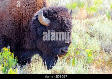 American Bison dans le parc national de Yellowstone, États-Unis Banque D'Images