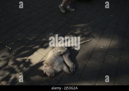 Un visiteur passe devant un singe couché sur le sol, avec une petite blessure au cou - probablement blessé - dans la forêt des singes d'Ubud, Padangtegal, Ubud, Gianyar, Bali, Indonésie. Banque D'Images