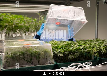 Ebersbach, Allemagne. 15th mars 2022. Les semis de cannabis poussent dans une salle de végétation de la société pharmaceutique Demecan. Fondée en 2017, l'entreprise est l'une des trois que l'Institut fédéral des médicaments et des dispositifs médicaux a autorisé à cultiver du cannabis en Allemagne. Credit: Sebastian Kahnert/dpa-Zentralbild/dpa/Alay Live News Banque D'Images