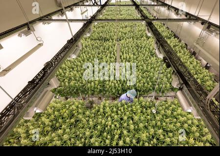 Ebersbach, Allemagne. 15th mars 2022. Les plants de cannabis poussent dans une salle de fleurs de la société pharmaceutique Demecan. Fondée en 2017, l'entreprise est l'une des trois que l'Institut fédéral des médicaments et des dispositifs médicaux a autorisé à cultiver du cannabis en Allemagne. Credit: Sebastian Kahnert/dpa-Zentralbild/dpa/Alay Live News Banque D'Images