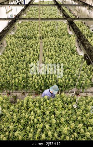 Ebersbach, Allemagne. 15th mars 2022. Les plants de cannabis poussent dans une salle de fleurs de la société pharmaceutique Demecan. Fondée en 2017, l'entreprise est l'une des trois que l'Institut fédéral des médicaments et des dispositifs médicaux a autorisé à cultiver du cannabis en Allemagne. Credit: Sebastian Kahnert/dpa-Zentralbild/dpa/Alay Live News Banque D'Images