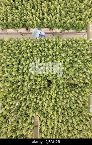 Ebersbach, Allemagne. 15th mars 2022. Les plants de cannabis poussent dans une salle de fleurs de la société pharmaceutique Demecan. Fondée en 2017, l'entreprise est l'une des trois que l'Institut fédéral des médicaments et des dispositifs médicaux a autorisé à cultiver du cannabis en Allemagne. Credit: Sebastian Kahnert/dpa-Zentralbild/dpa/Alay Live News Banque D'Images